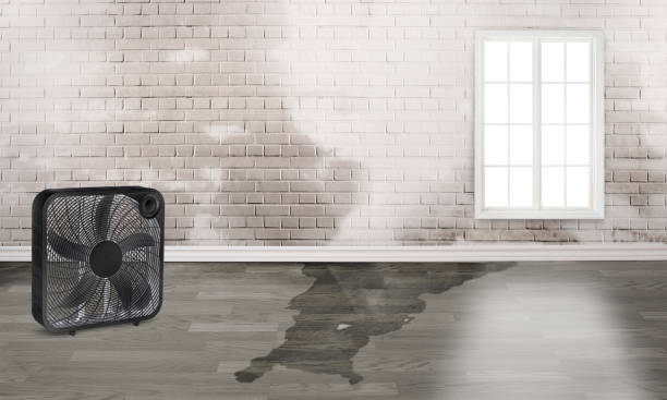 Best Flood restoration services  in Stamps, AR